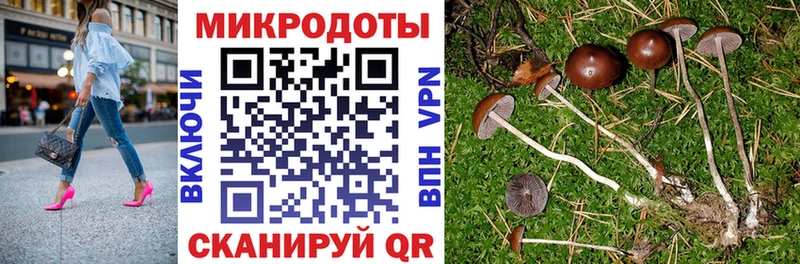 где купить Сольцы Галлюциногенные грибы Psilocybine cubensis